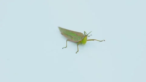 Macro Close-up of Green Grasshopper with Pink Wings on Blue Surface Видео 337404378