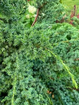 Macro Close Up of Green Juniper Branches in Ornamental Garden Stock Photos