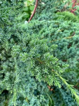 Macro Close Up of Green Juniper Branches in Ornamental Garden Stock Photos