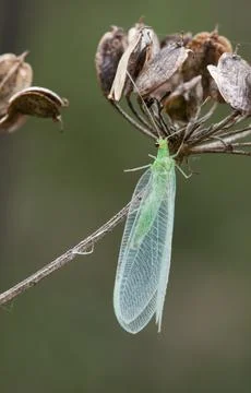 Macro Close-up of a green lacewing selective focus.. Stock Photos