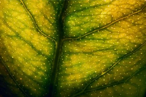 Macro close up of a green leaf and his veins Stock Photos