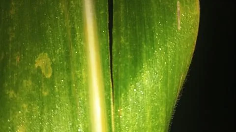 Macro Close Up of Green Leaf Blade with Fine Linear Vein Pattern Stock Photos