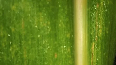 Macro Close Up of Green Leaf Blade with Fine Linear Vein Pattern Stock Photos