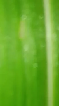 Macro Close Up of Green Leaf Blade with Fine Linear Vein Pattern Stock Photos