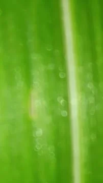 Macro Close Up of Green Leaf Blade with Fine Linear Vein Pattern Stock Photos