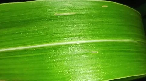 Macro Close Up of Green Leaf Blade with Fine Linear Vein Pattern Stock Photos