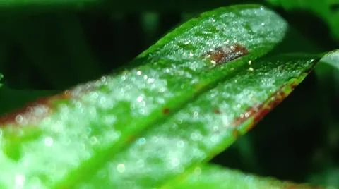 Macro Close Up of Green Leaf Blade with Fine Linear Vein Pattern Stock Photos
