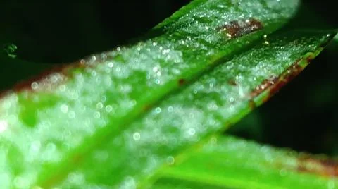 Macro Close Up of Green Leaf Blade with Fine Linear Vein Pattern Stock Photos
