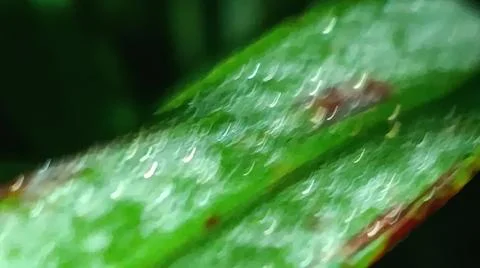 Macro Close Up of Green Leaf Blade with Fine Linear Vein Pattern Stock Photos