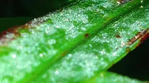 Macro Close Up of Green Leaf Blade with Fine Linear Vein Pattern Stock Photos