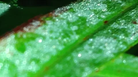Macro Close Up of Green Leaf Blade with Fine Linear Vein Pattern Stock Photos