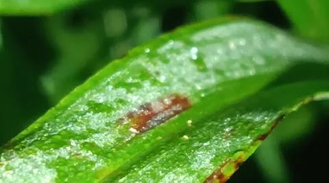 Macro Close Up of Green Leaf Blade with Fine Linear Vein Pattern Stock Photos