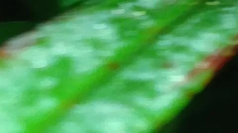Macro Close Up of Green Leaf Blade with Fine Linear Vein Pattern Stock Photos