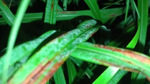 Macro Close Up of Green Leaf Blade with Fine Linear Vein Pattern Stock Photos