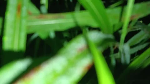 Macro Close Up of Green Leaf Blade with Fine Linear Vein Pattern Stock Photos