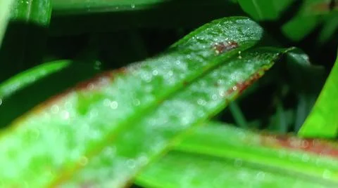 Macro Close Up of Green Leaf Blade with Fine Linear Vein Pattern Stock Photos