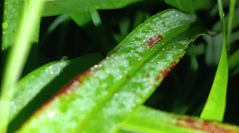 Macro Close Up of Green Leaf Blade with Fine Linear Vein Pattern Stock Photos