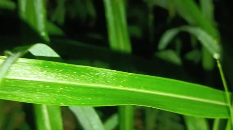 Macro Close Up of Green Leaf Blade with Fine Linear Vein Pattern Stock Photos