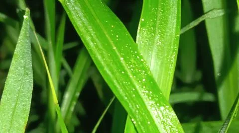Macro Close Up of Green Leaf Blade with Fine Linear Vein Pattern Stock Photos