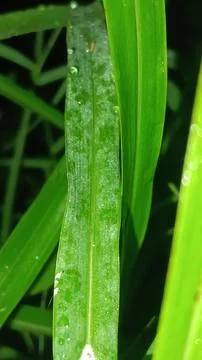 Macro Close Up of Green Leaf Blade with Fine Linear Vein Pattern Stock Photos