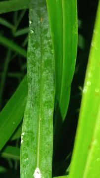 Macro Close Up of Green Leaf Blade with Fine Linear Vein Pattern Stock Photos