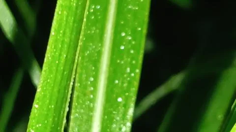 Macro Close Up of Green Leaf Blade with Fine Linear Vein Pattern Stock Photos