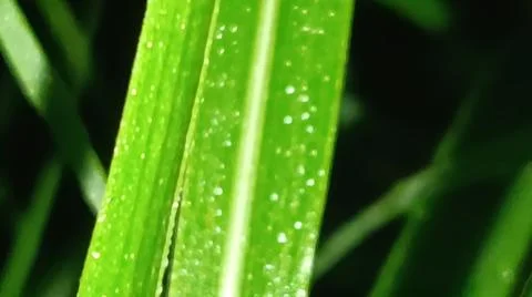 Macro Close Up of Green Leaf Blade with Fine Linear Vein Pattern Stock Photos