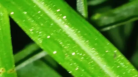 Macro Close Up of Green Leaf Blade with Fine Linear Vein Pattern Stock Photos