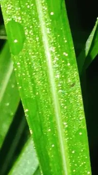 Macro Close Up of Green Leaf Blade with Fine Linear Vein Pattern Stock Photos