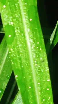 Macro Close Up of Green Leaf Blade with Fine Linear Vein Pattern Stock Photos