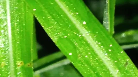 Macro Close Up of Green Leaf Blade with Fine Linear Vein Pattern Stock Photos