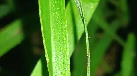 Macro Close Up of Green Leaf Blade with Fine Linear Vein Pattern Stock Photos