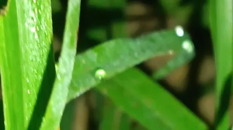 Macro Close Up of Green Leaf Blade with Fine Linear Vein Pattern Stock Photos