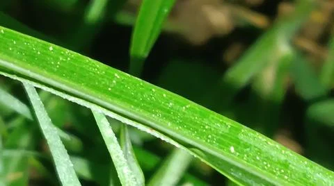 Macro Close Up of Green Leaf Blade with Fine Linear Vein Pattern Stock Photos