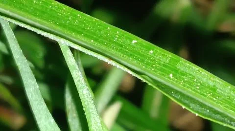 Macro Close Up of Green Leaf Blade with Fine Linear Vein Pattern Stock Photos