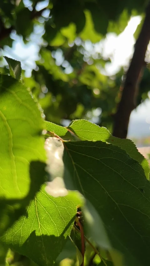 Macro close up of green leaf with sunlight shining through 4K Stock Footage 345054915