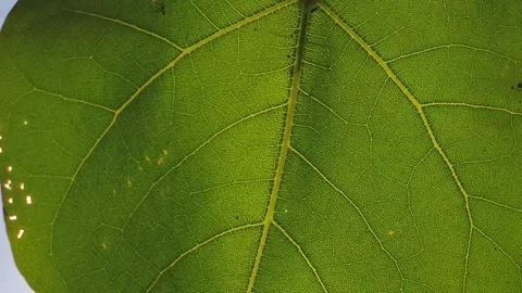 Macro Close-Up of Green Leaf Texture with Visible Veins Stock Footage 323903187