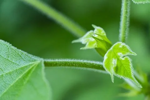Macro Close Up of Green Leaf Texture in Nature 스톡 사진