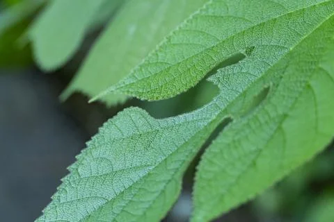 Macro Close Up of Green Leaf Texture in Nature Stock Photos