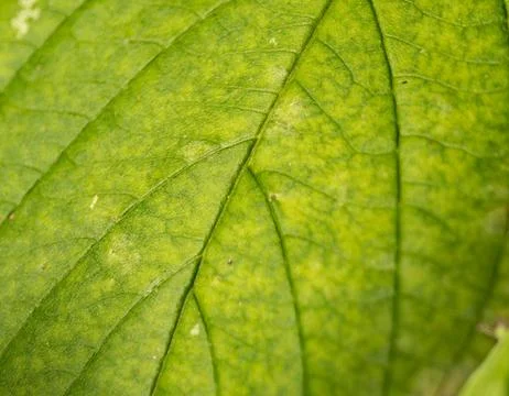 Macro Close-up of Green Leaf Texture and Veins Stock Photos