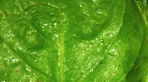 Macro Close Up of Green Leaf Texture and Vein Structure Stock Photos