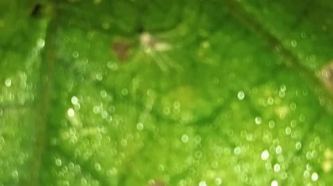 Macro Close Up of Green Leaf Texture and Vein Structure Stock Photos