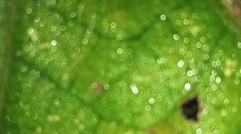 Macro Close Up of Green Leaf Texture and Vein Structure Stock Photos