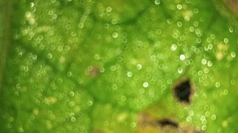 Macro Close Up of Green Leaf Texture and Vein Structure Stock Photos
