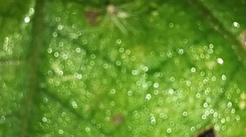 Macro Close Up of Green Leaf Texture and Vein Structure Stock Photos