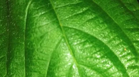 Macro Close Up of Green Leaf Veins and Surface Texture Stock Photos
