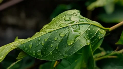 Macro Close Up of Green Leaf with Water Drops 4K` Stock Footage 339502385