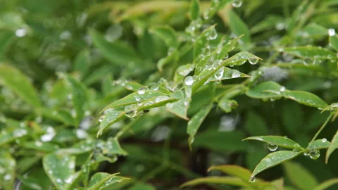 Macro Close-up of Green Leaves with Raindrops and Tiny Insect Stockbeeldmateriaal 335152466