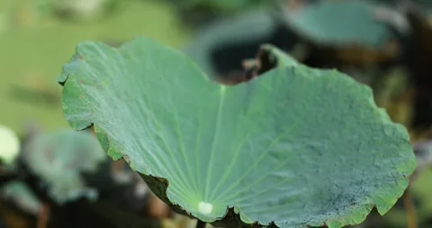 Macro close-up of a green lotus leaf with detailed veins and natural Stock Footage 337959083