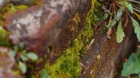 Macro Close-up of Green Moss Growing on Weathered Tree Bark in Forest Stock Footage 336528821
